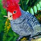 Cacatoès à tête rouge