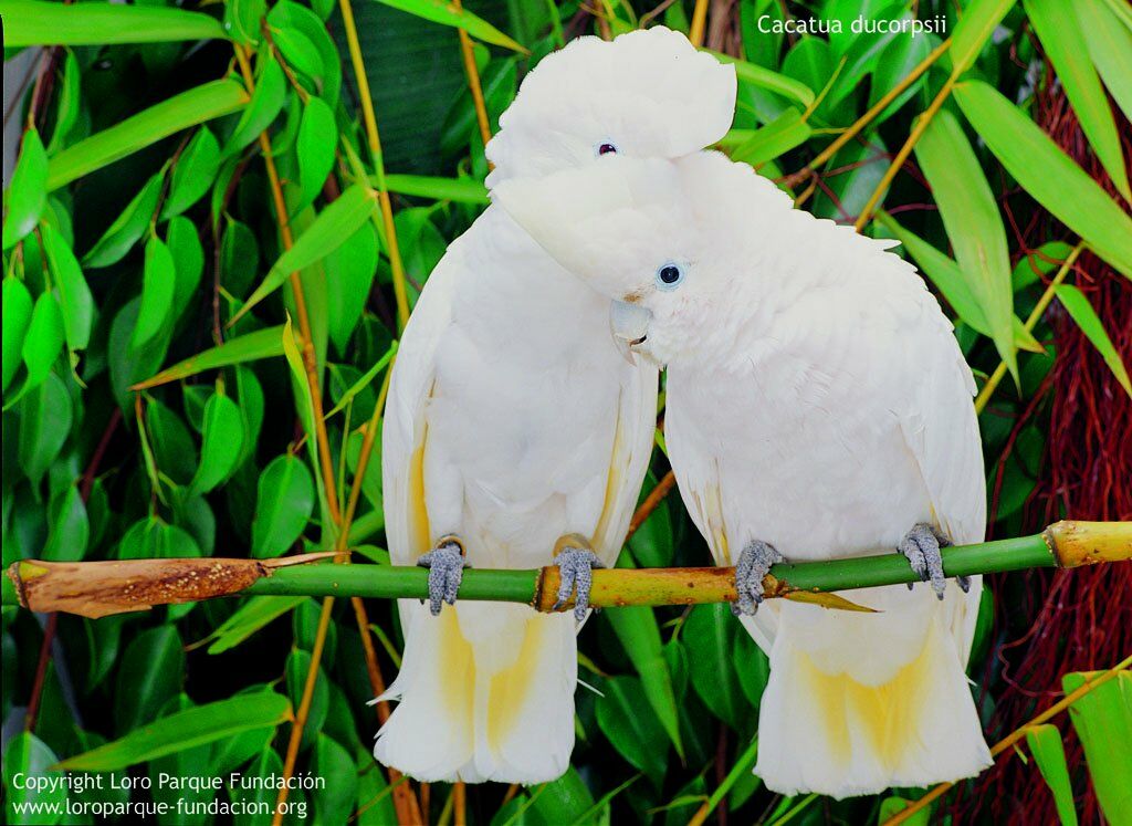 Solomons Cockatoo