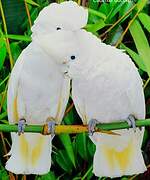 Solomons Cockatoo