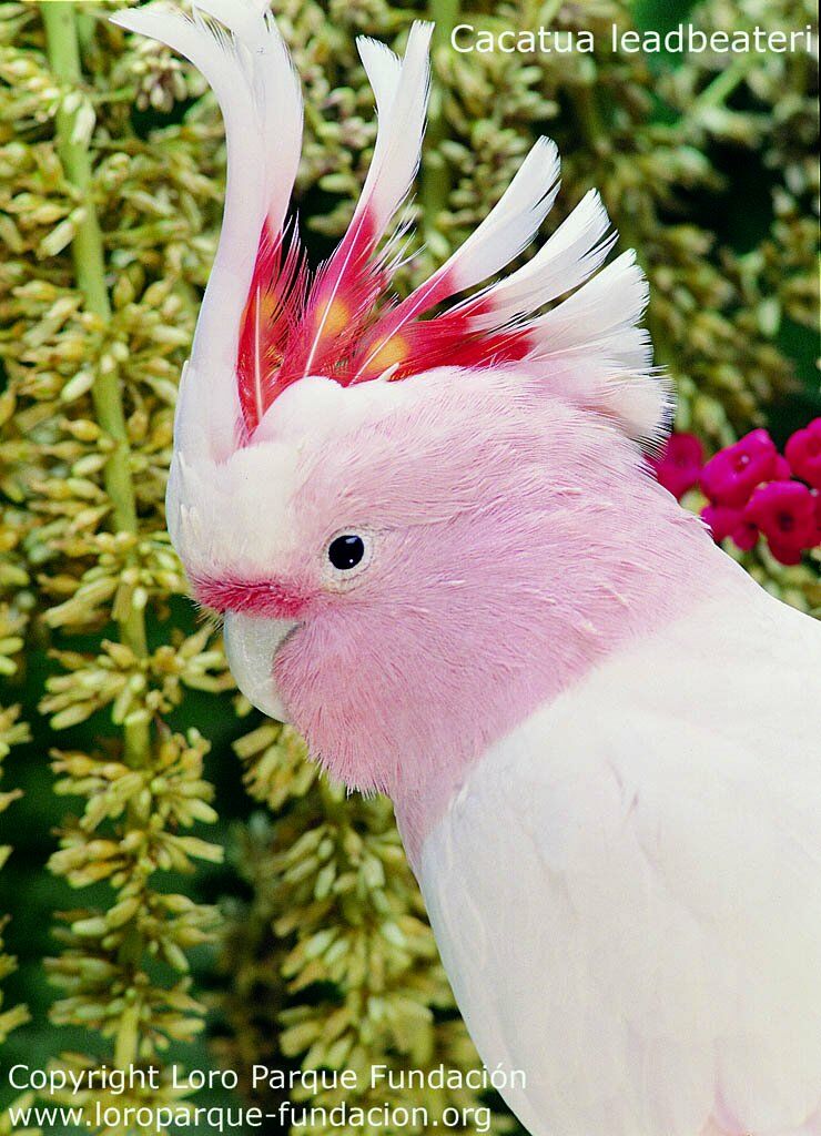 Major Mitchell's Cockatoo