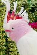 Pink Cockatoo