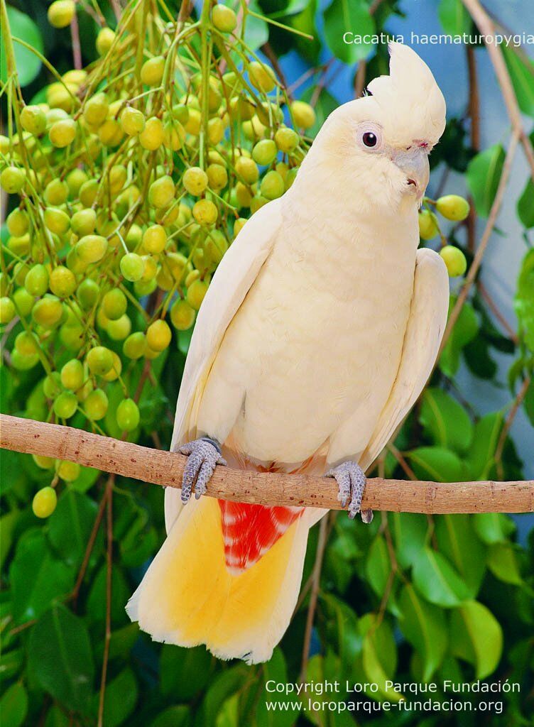 Red-vented Cockatoo