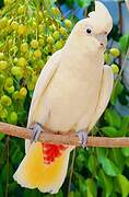 Red-vented Cockatoo