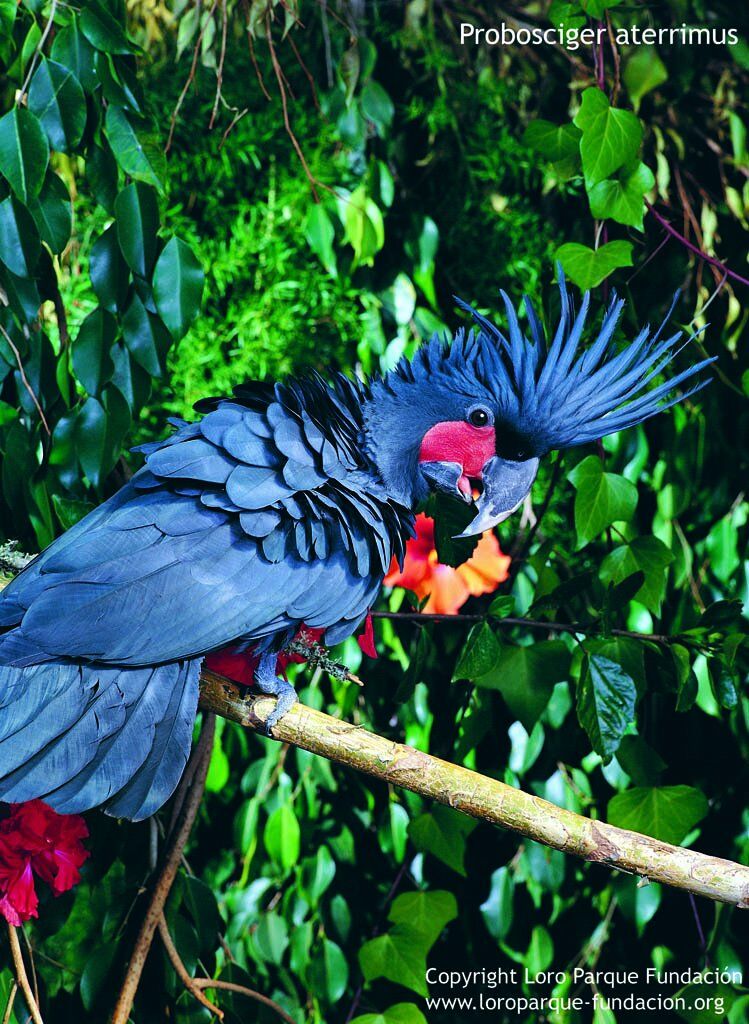 Palm Cockatoo