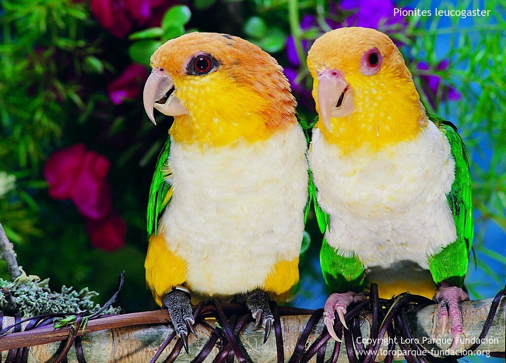 White-bellied Parrot