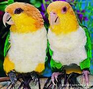 White-bellied Parrot