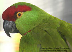 Thick-billed Parrot