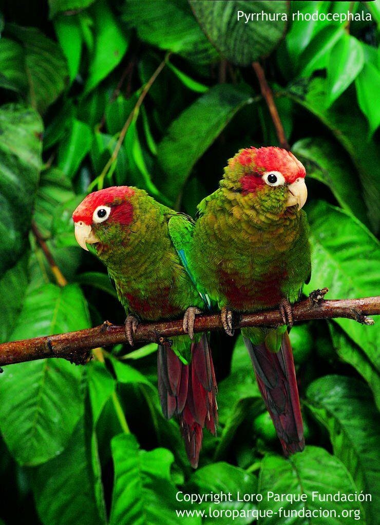 Rose-crowned Parakeet