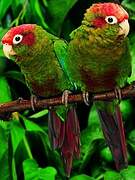 Rose-crowned Parakeet