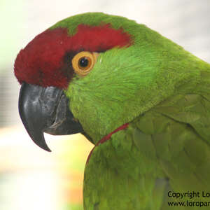 Conure à gros bec