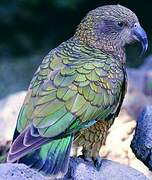 Kea