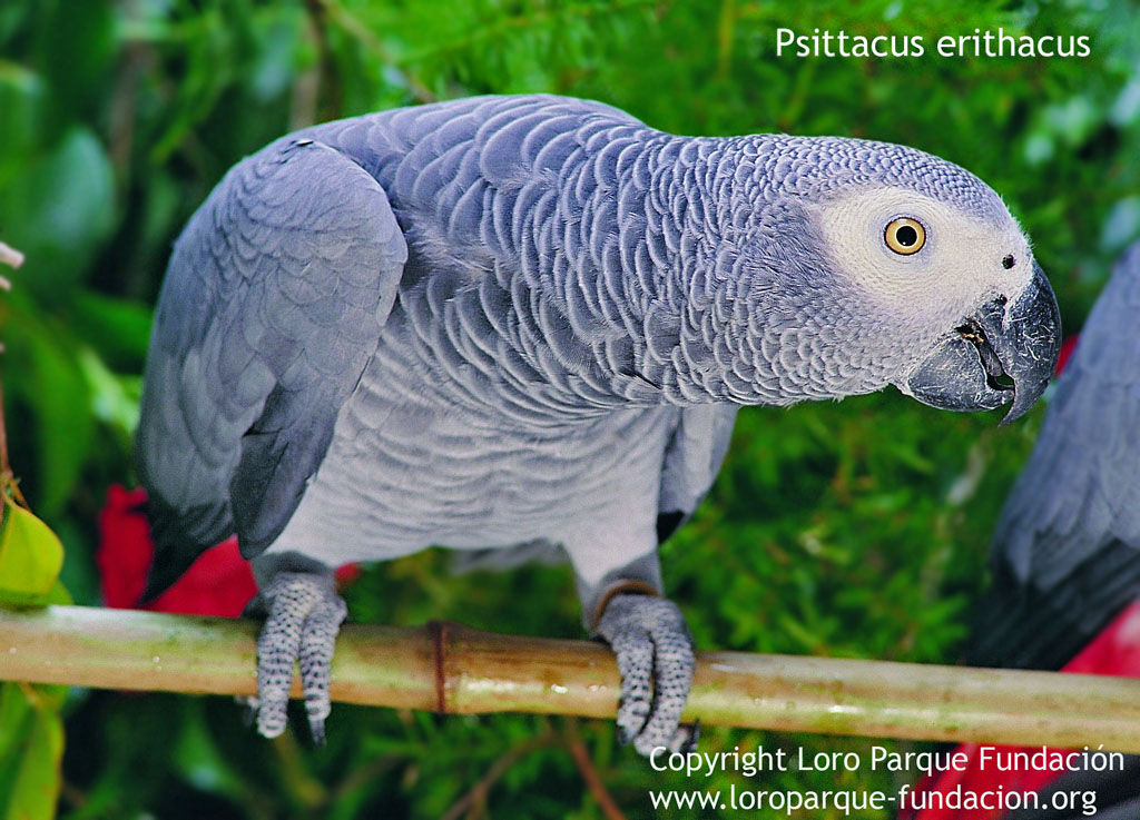 Grey Parrot