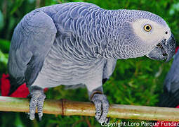 Grey Parrot