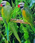 Red-breasted Parakeet