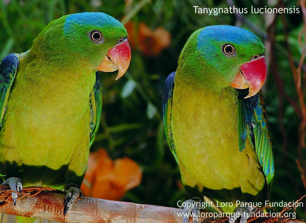 Blue-naped Parrot