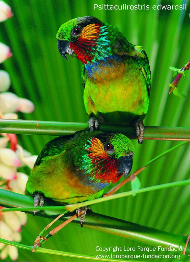 Edwards's Fig Parrot