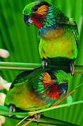 Edwards's Fig Parrot