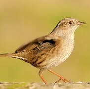 Dunnock