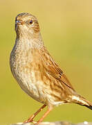 Dunnock