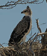 Martial Eagle