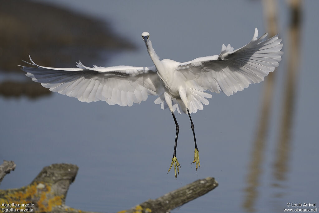 Little Egret