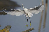 Aigrette garzette