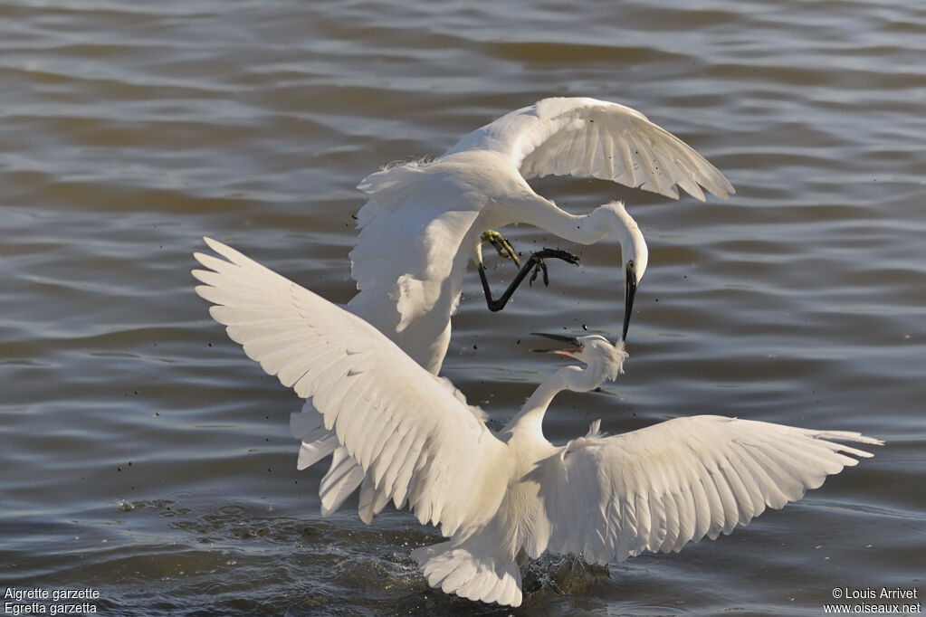 Little Egret, Behaviour