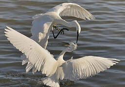 Little Egret