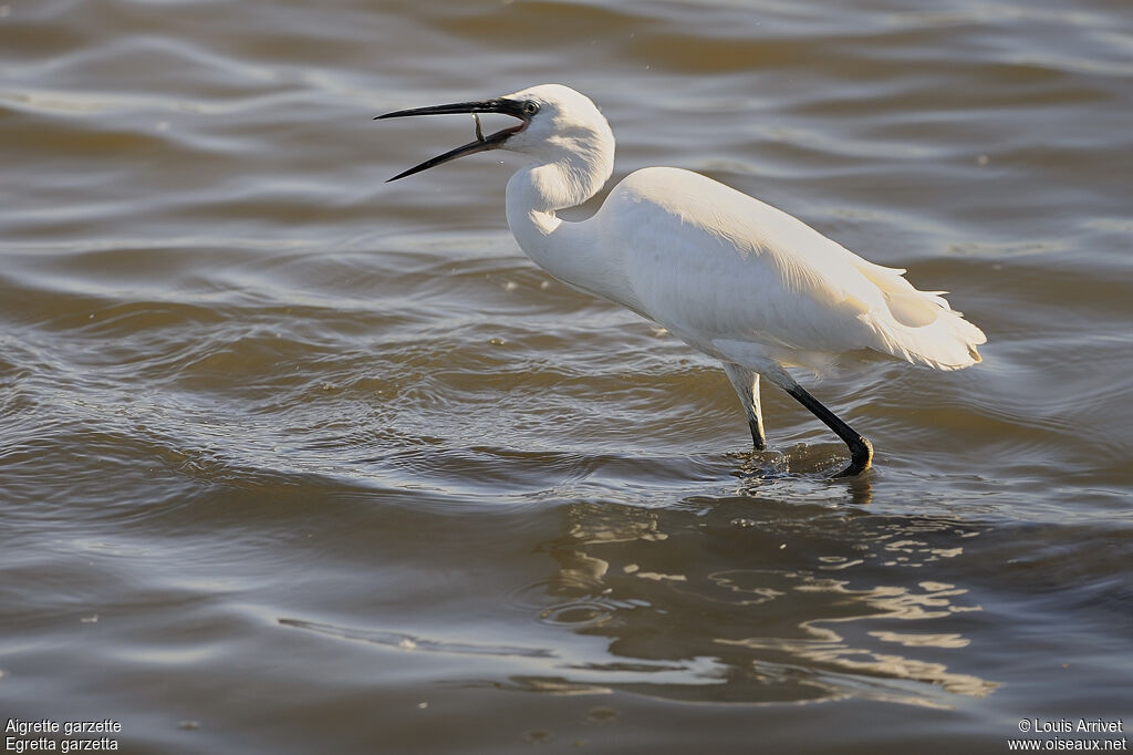 Aigrette garzette