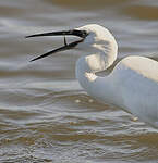 Aigrette garzette