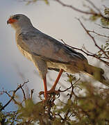 Pale Chanting Goshawk