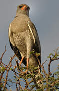 Pale Chanting Goshawk