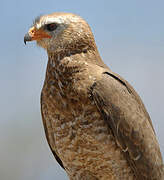 Pale Chanting Goshawk