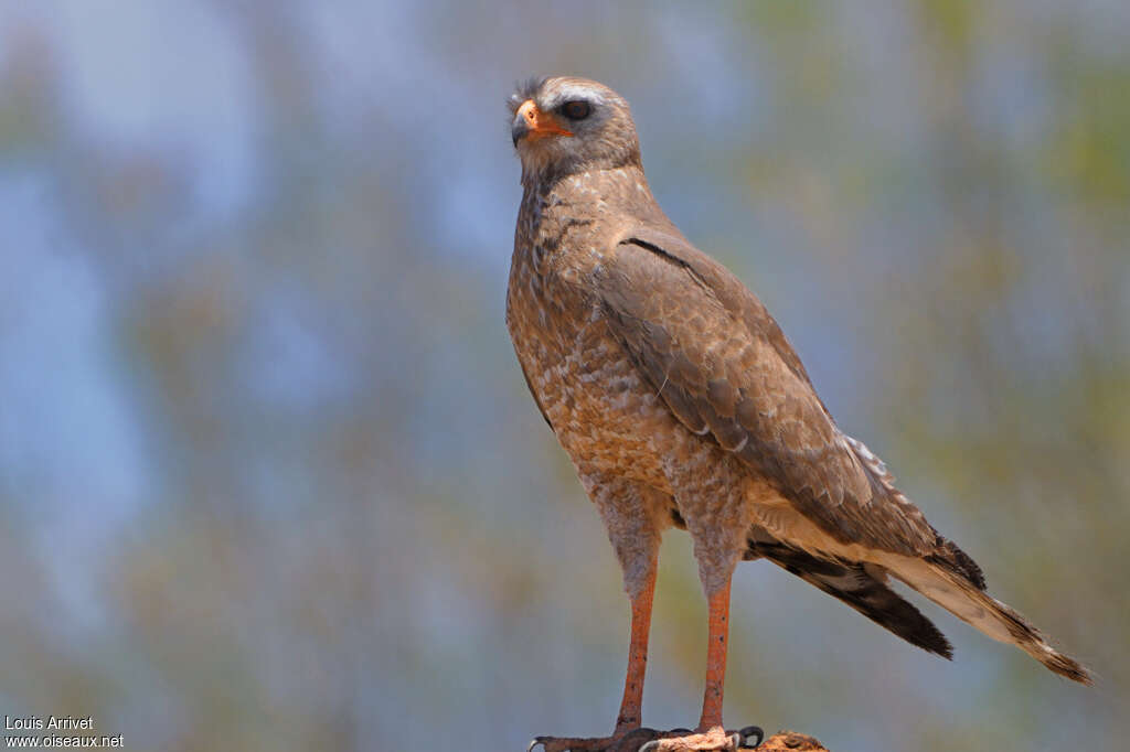 Pale Chanting Goshawkimmature, identification