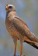 Pale Chanting Goshawk