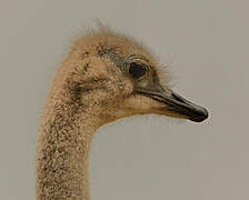 Common Ostrich