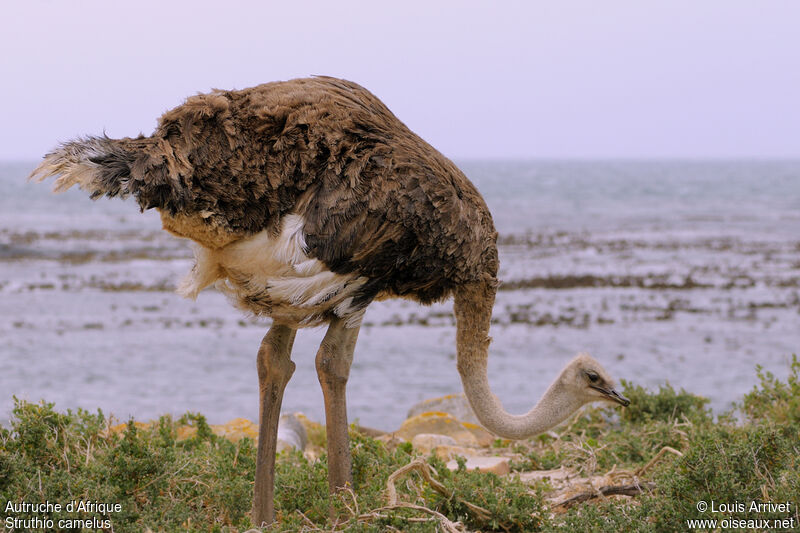Common Ostrich female