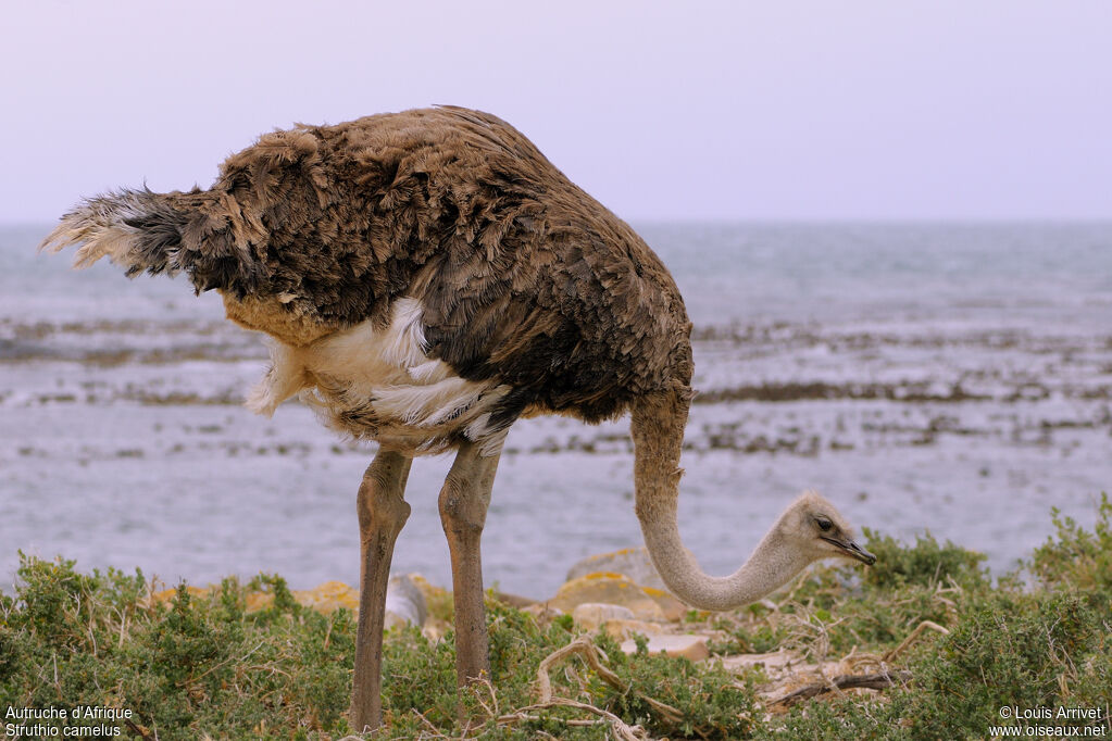 Common Ostrich female