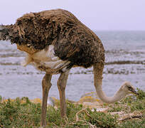 Common Ostrich