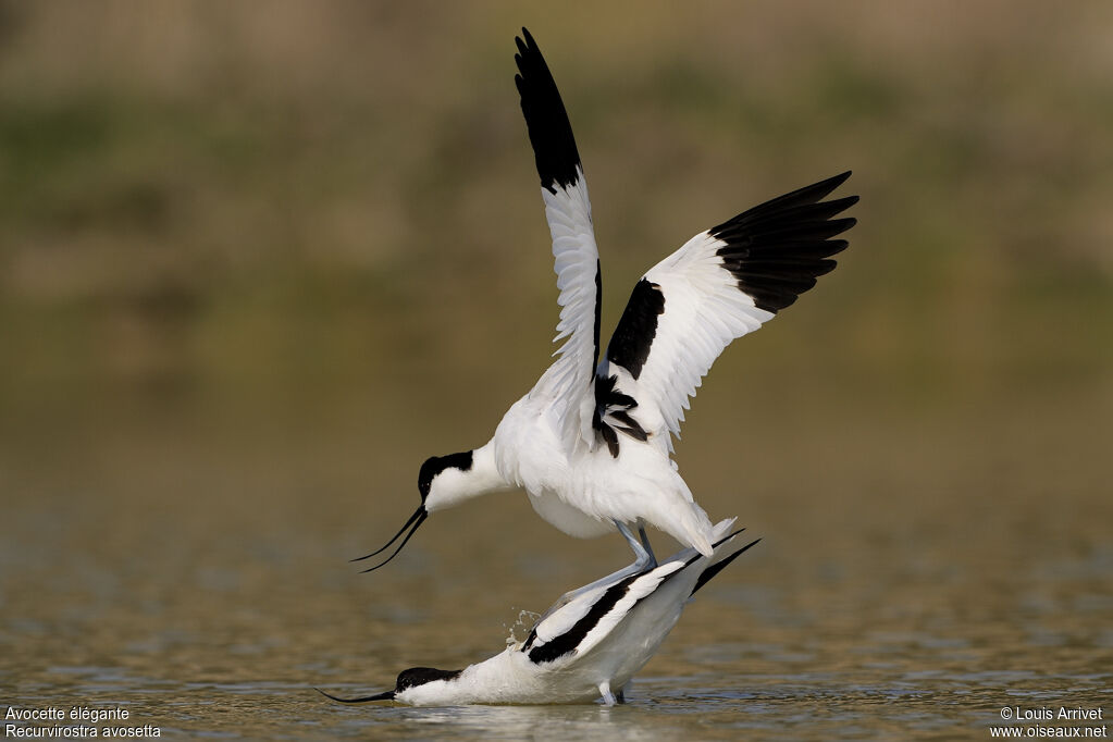 Avocette élégante