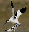 Avocette élégante