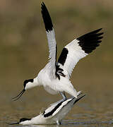 Pied Avocet