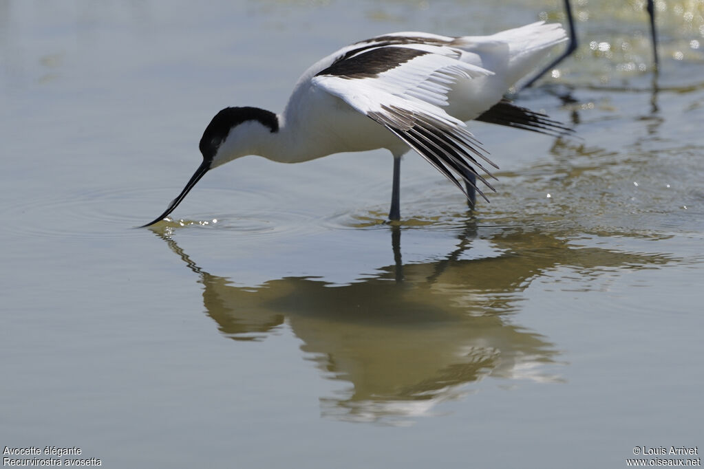 Avocette élégante