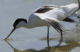 Avocette élégante