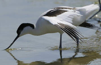 Avocette élégante