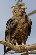 Bateleur des savanes