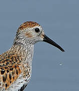 Dunlin