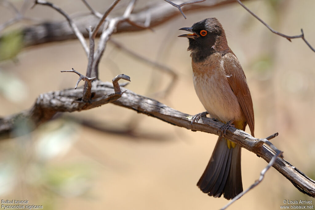 African Red-eyed Bulbul