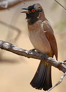 African Red-eyed Bulbul