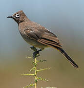 Cape Bulbul